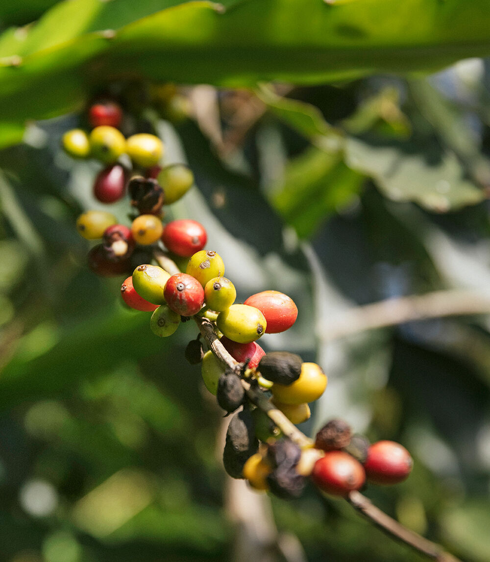 Coffee cherries